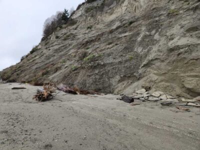 a bird on a beach (MyCoast AI)