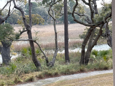 a path with trees and grass (MyCoast AI)