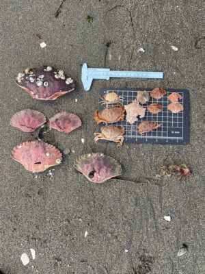 a group of objects on a surface (MyCoast AI)