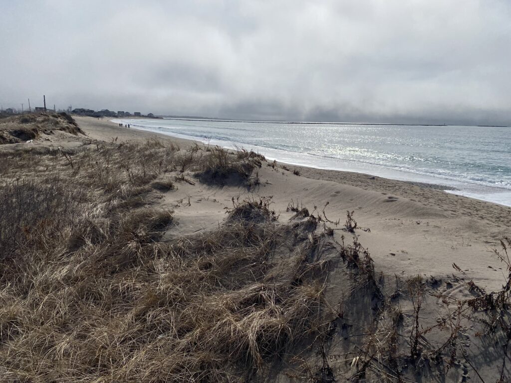 a sandy beach with plants and water (MyCoast AI)