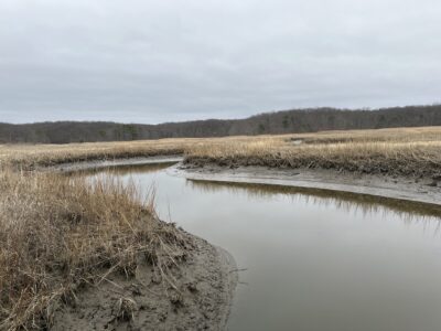a body of water with grass and trees around it (MyCoast AI)