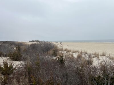 a field of dry grass (MyCoast AI)