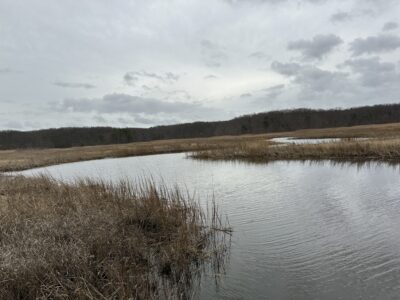 a lake with a forest in the background (MyCoast AI)