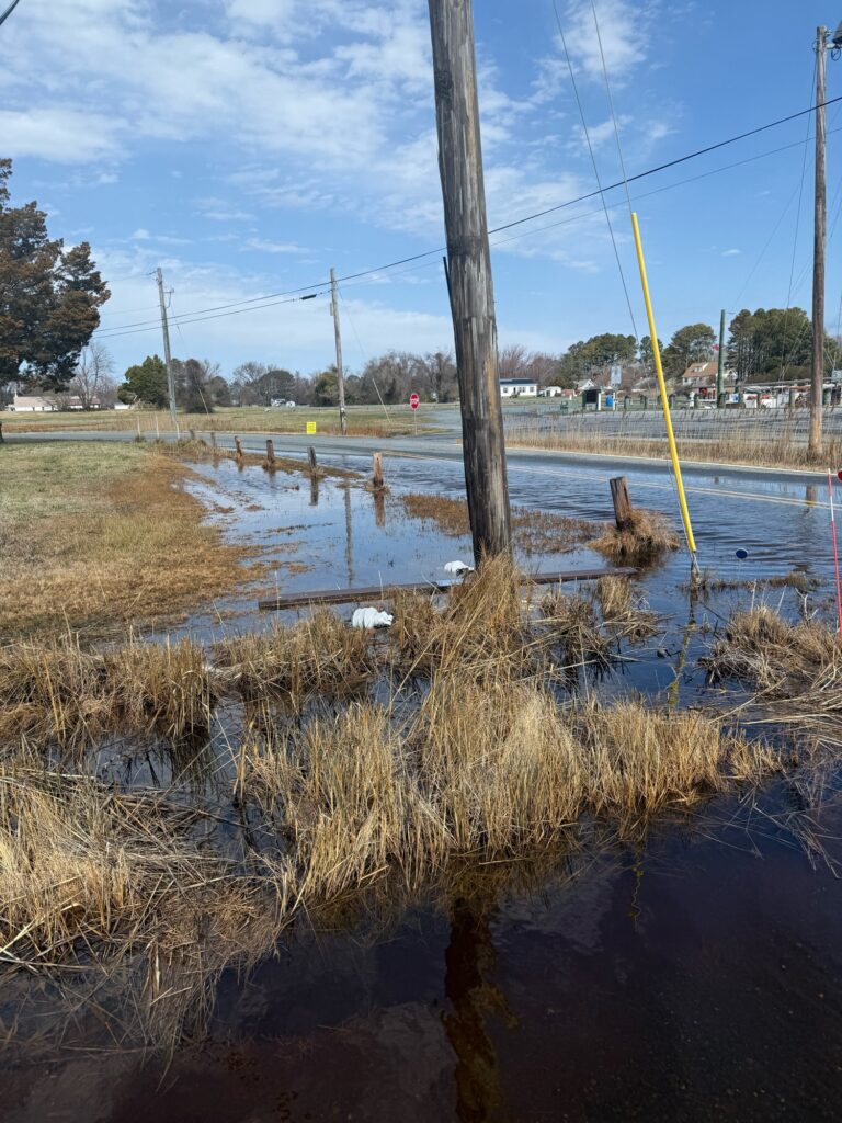 a swamp with grass and a pole (MyCoast AI)