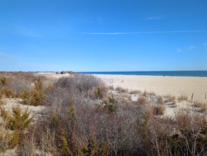 a field of dry grass (MyCoast AI)