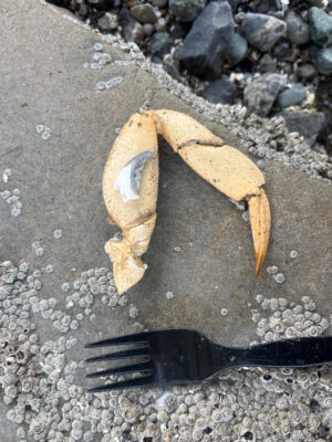 a banana on a plate (MyCoast AI)