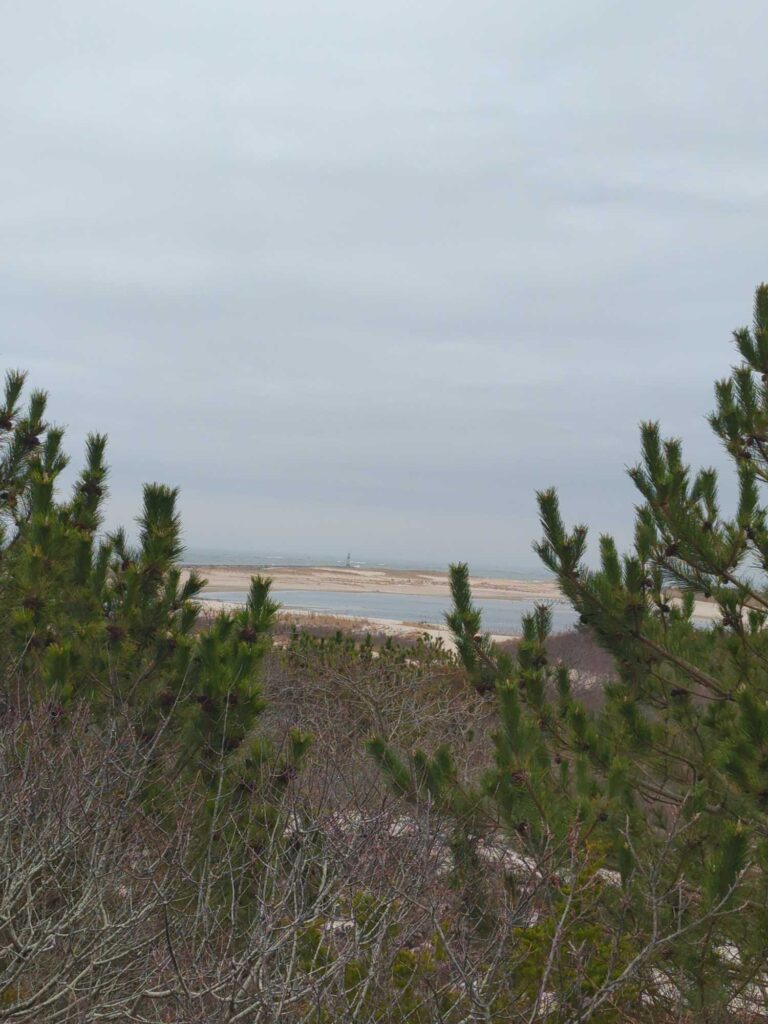 a beach with plants and trees (MyCoast AI)