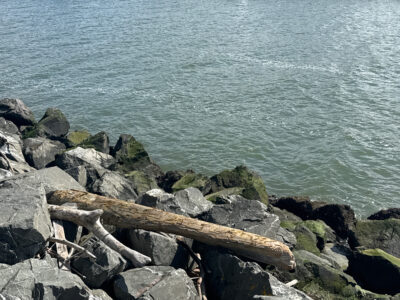 a log on a rocky shore (MyCoast AI)