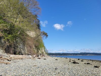 a rocky beach with a large tree (MyCoast AI)