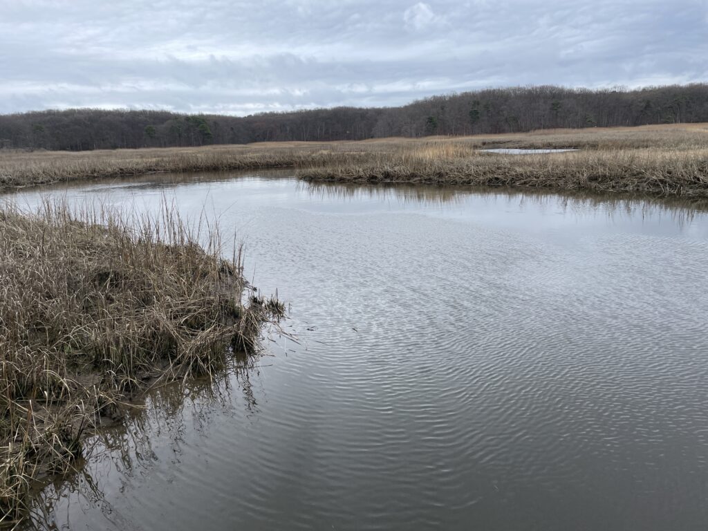 a body of water with grass and trees around it (MyCoast AI)