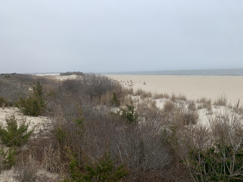 a landscape with bushes and trees (MyCoast AI)