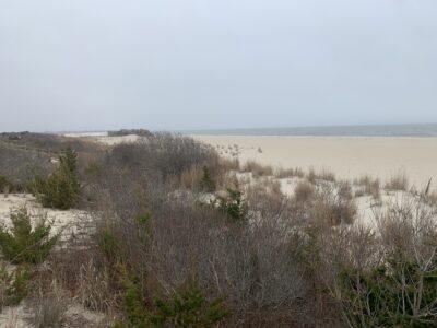 a landscape with bushes and trees (MyCoast AI)