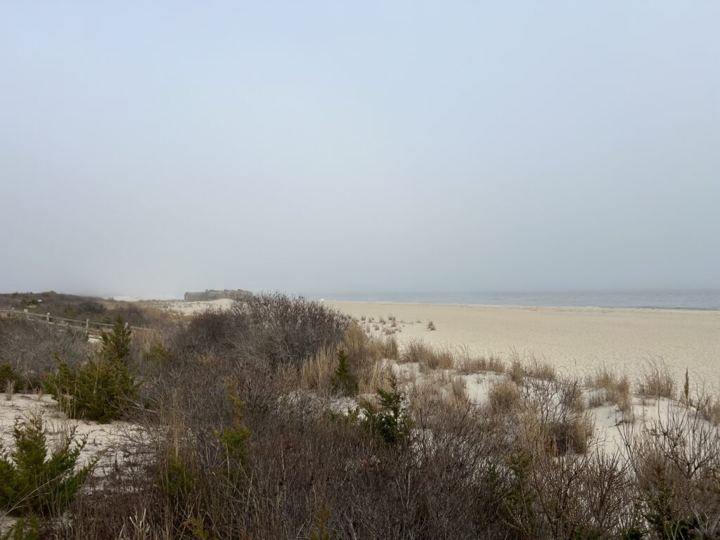 a field of dry grass (MyCoast AI)