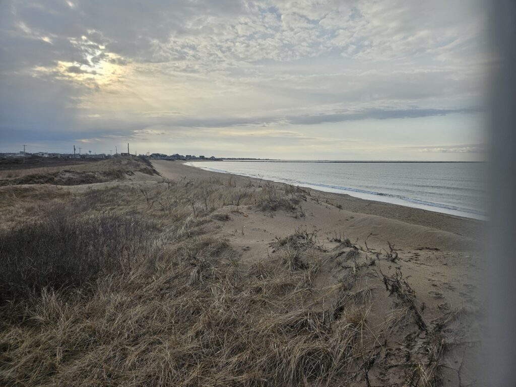 a beach with tall grass and water (MyCoast AI)