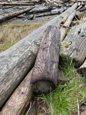 a lizard on a log (MyCoast AI)