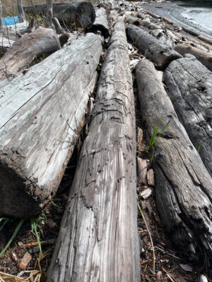 a group of logs (MyCoast AI)