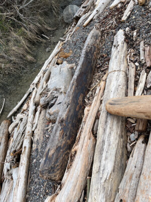 a group of wood logs (MyCoast AI)