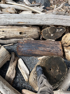 a person's feet on a pile of cut logs (MyCoast AI)