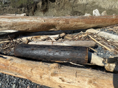 a pile of wood (MyCoast AI)