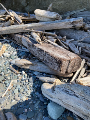 a pile of wood (MyCoast AI)