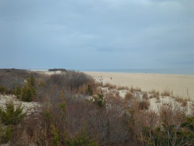 a landscape with bushes and trees (MyCoast AI)