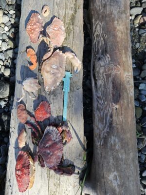 a tree trunk with many cut logs (MyCoast AI)