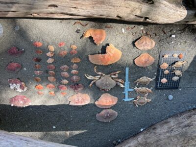 a group of mushrooms (MyCoast AI)