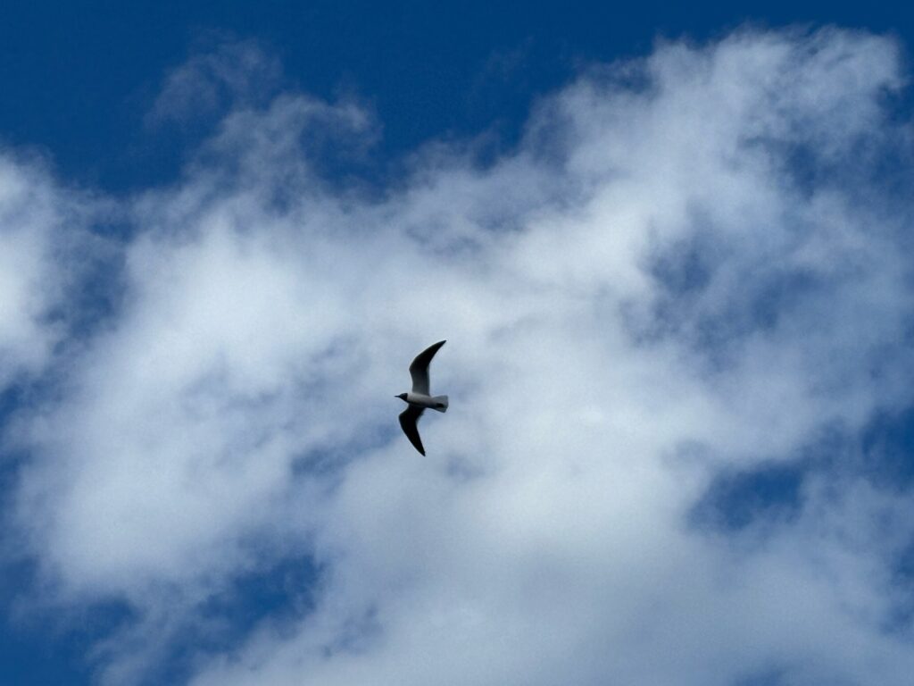 a bird flying in the sky (MyCoast AI)