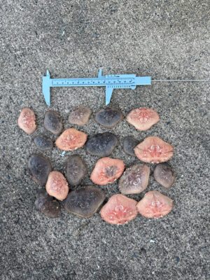 a group of rocks (MyCoast AI)