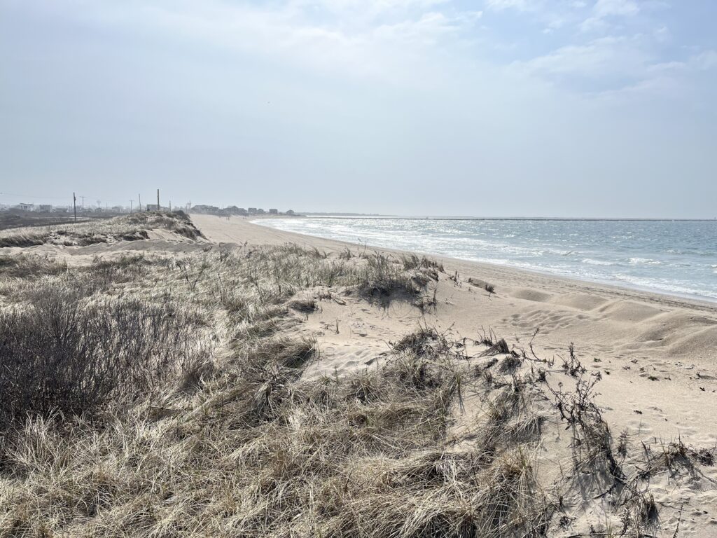 a sandy beach with bushes and water (MyCoast AI)