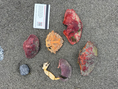 a group of different colored rocks (MyCoast AI)