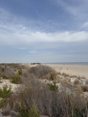 a sandy beach with bushes and grass (MyCoast AI)
