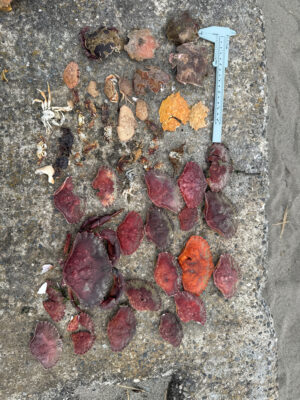 a group of leaves on the ground (MyCoast AI)