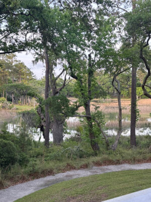 a pond with trees around it (MyCoast AI)