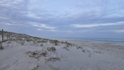 a sandy beach with plants and water (MyCoast AI)