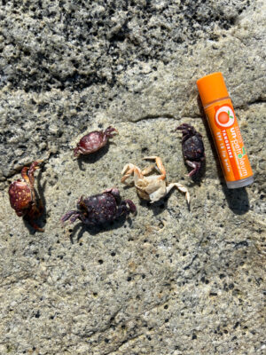 a group of crab shells (MyCoast AI)