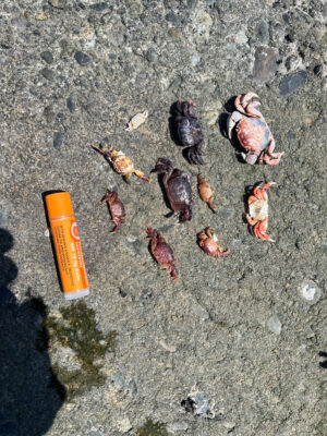 a group of crab shells on the ground (MyCoast AI)