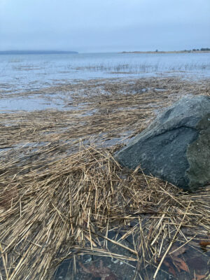 a rock on a beach (MyCoast AI)