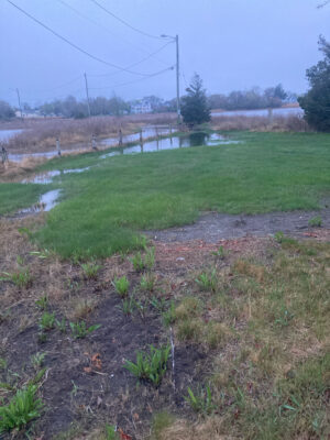 a small pond with grass and trees (MyCoast AI)