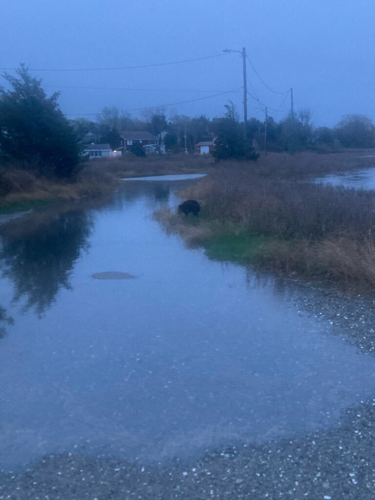 a small pond with grass and trees (MyCoast AI)