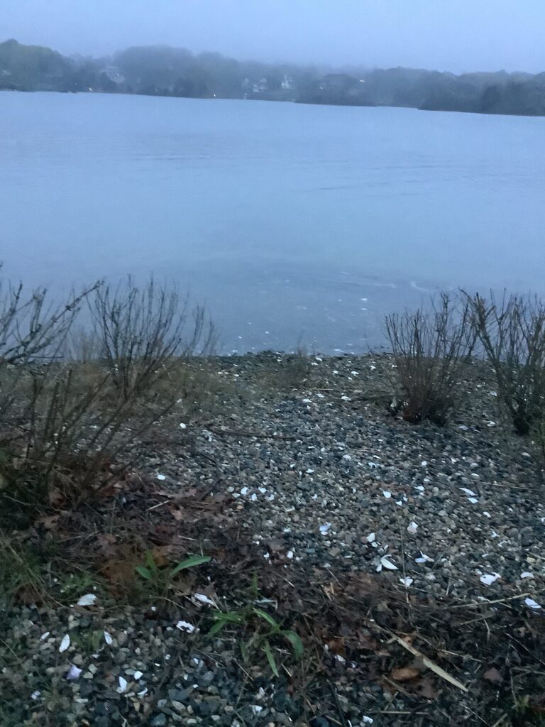 a body of water with plants and trees around it (MyCoast AI)