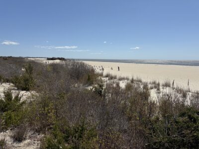 a landscape with bushes and trees (MyCoast AI)