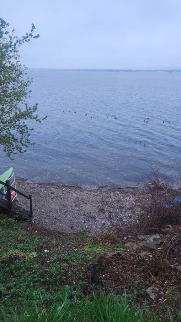 a body of water with rocks and plants around it (MyCoast AI)