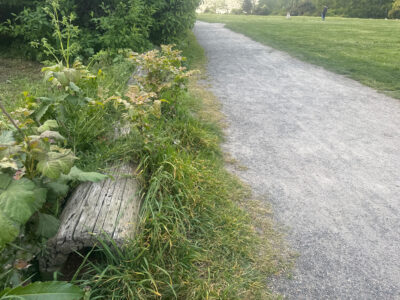 a path with grass and trees (MyCoast AI)