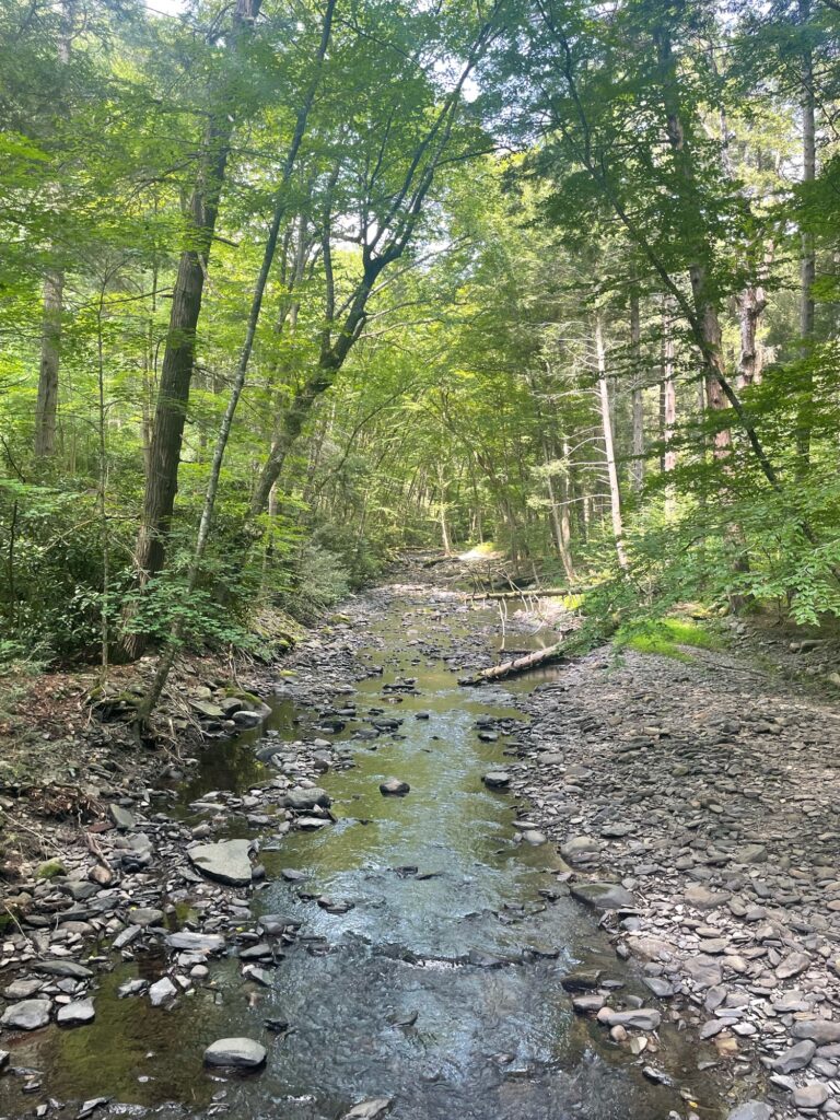 a stream in a forest (MyCoast AI)