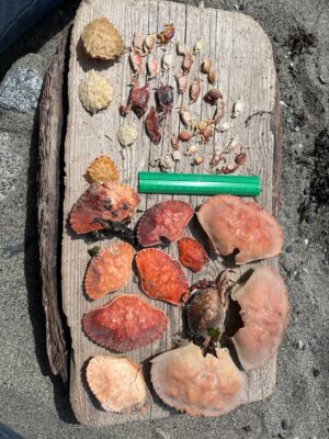 a group of mushrooms (MyCoast AI)