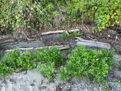 a small stream with plants (MyCoast AI)