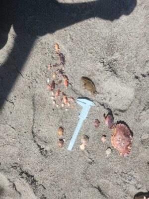 a group of sea shells on the sand (MyCoast AI)
