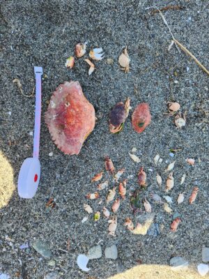 a knife and a bag of food on the ground (MyCoast AI)
