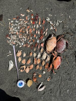 a pile of leaves on the ground (MyCoast AI)